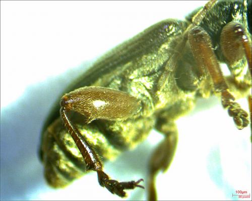 Plateumaris consimilis